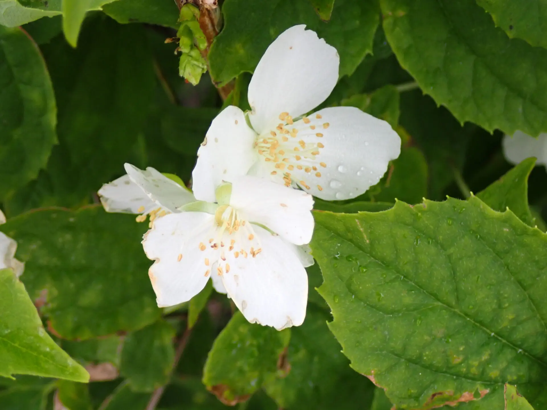 雨にも負けず、風にも負けずバイカウツギの花が咲いていますよ