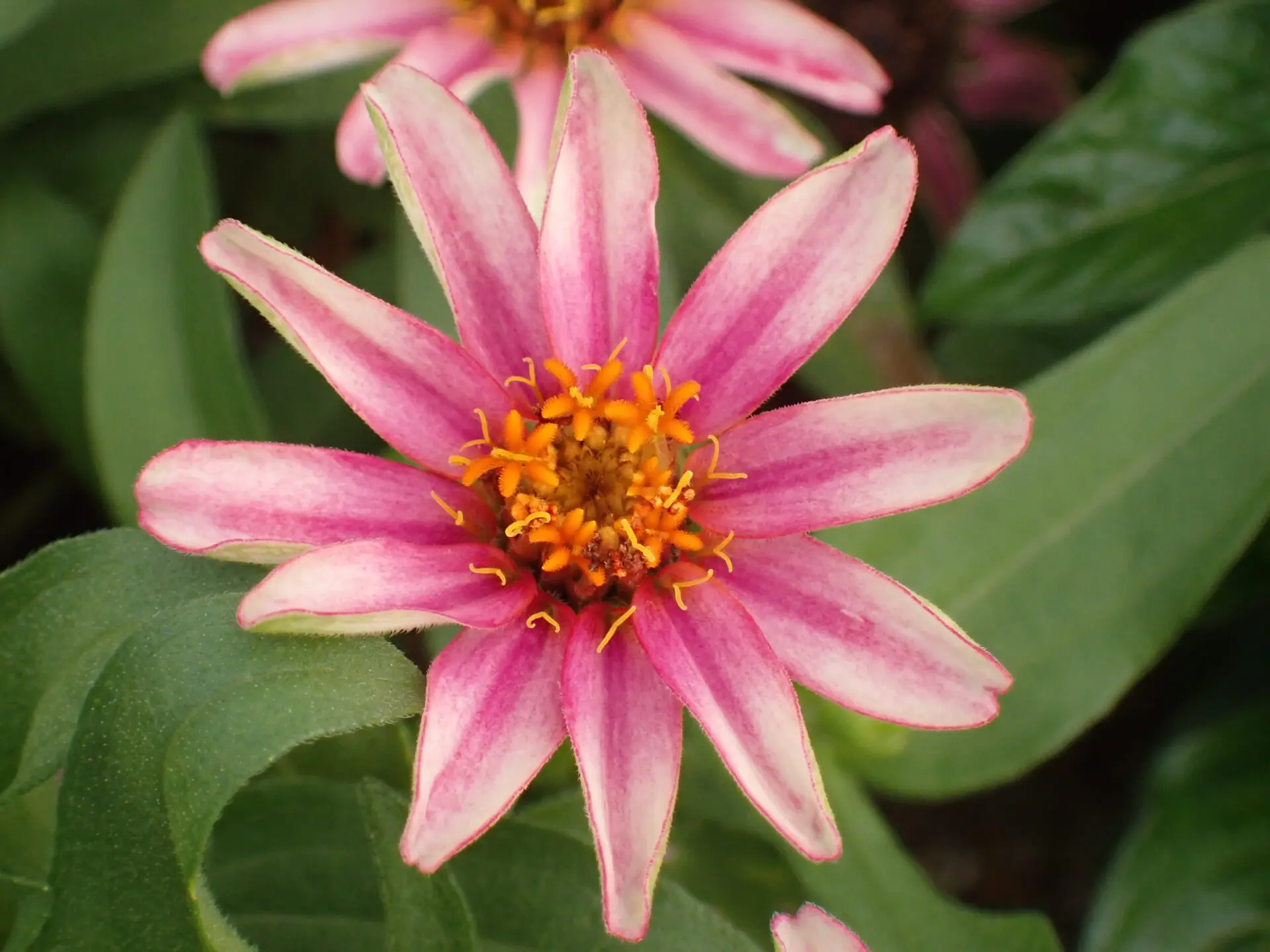 ジニア😃プロフュージョン チェリーバイカラー🌈💖（自然のたより No.290）