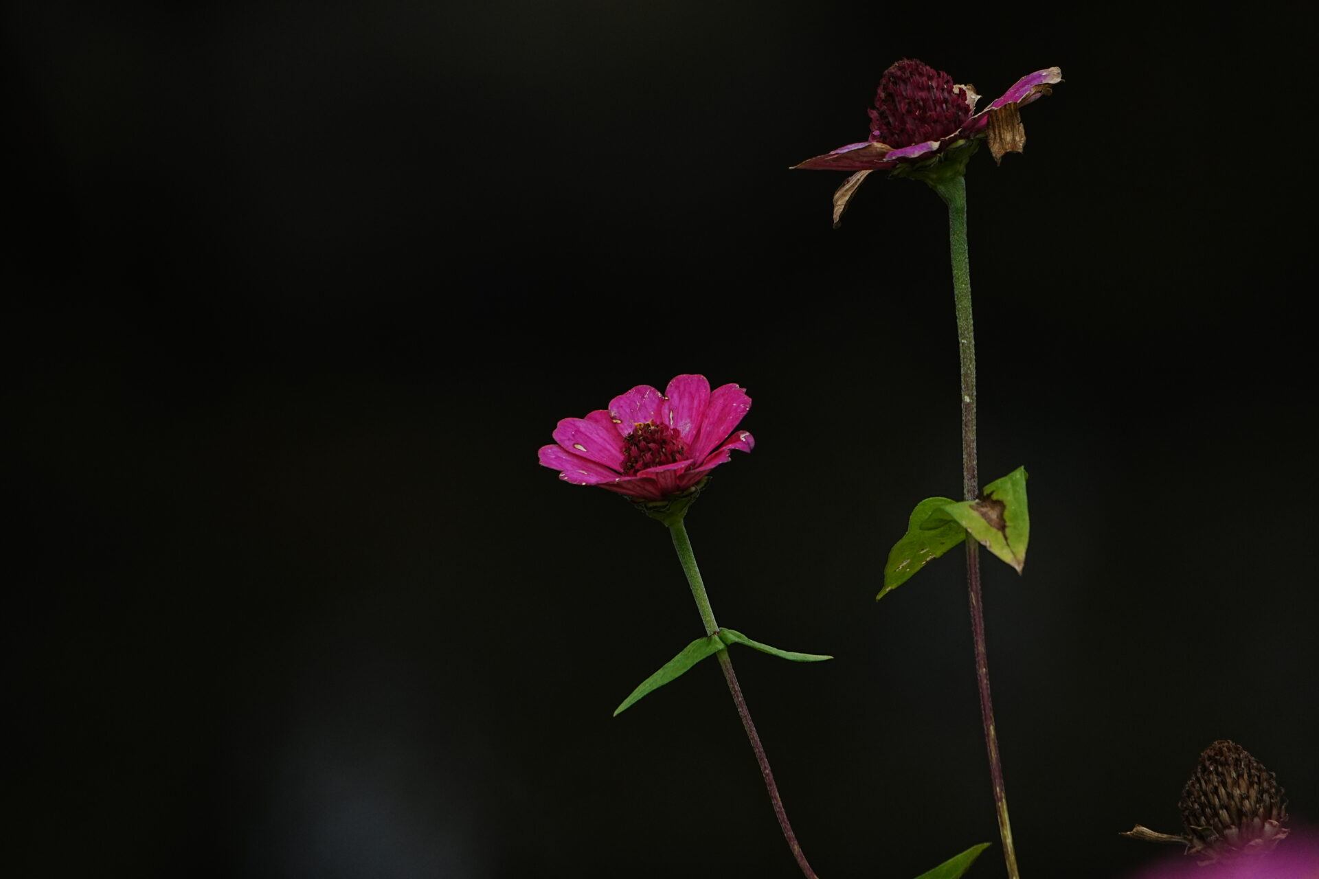 DSC04085